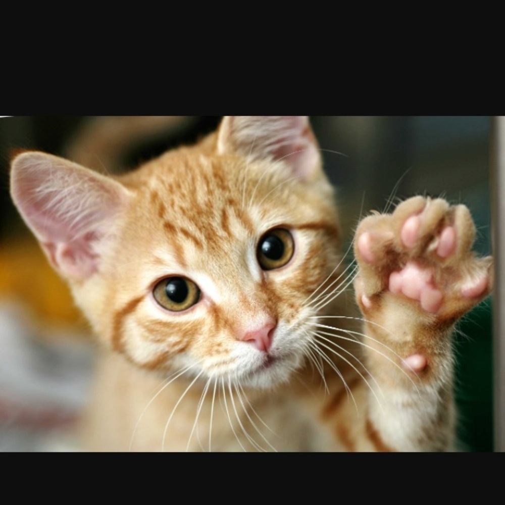 Meet your Posher, Addie