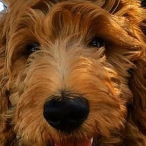 Meet your Posher, Brandy