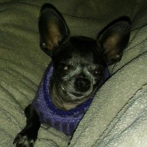 Meet your Posher, Ines