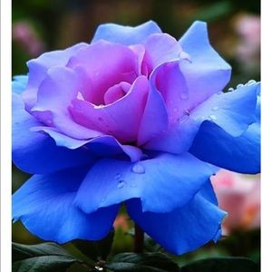 Meet your Posher, Jocelyn