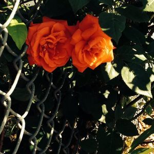 Meet your Posher, Tristan