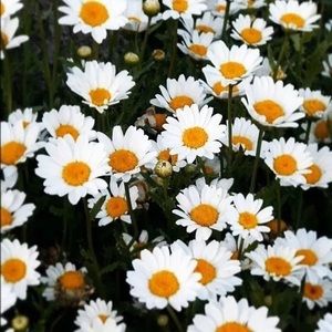 Meet your Posher, Diorom