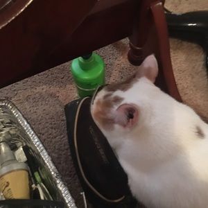 Meet your Posher, Katie