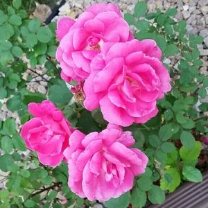 Meet your Posher, Gwen