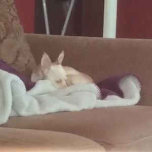 Meet your Posher, Tracie