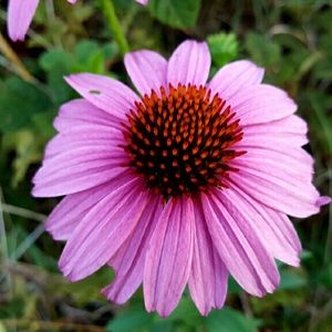 Meet your Posher, Suzanne