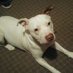 Meet your Posher, Jane