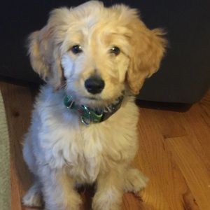 Meet your Posher, Debbie