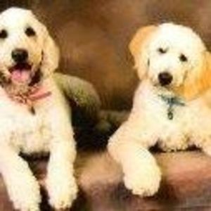 Meet your Posher, Debby