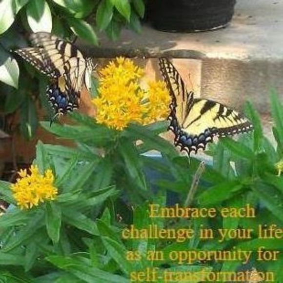 Meet your Posher, Cassandra - Picture 1 of 1