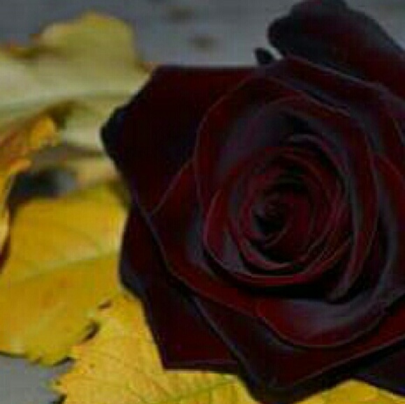 Meet your Posher, Inga