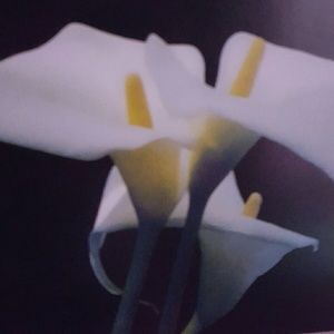 Meet your Posher, Carlos