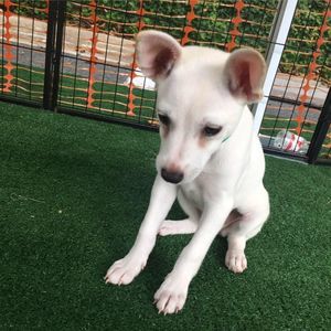 Meet your Posher, Abbie