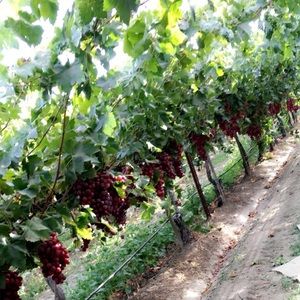 Meet your Posher, Aurora