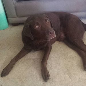 Meet your Posher, Ann