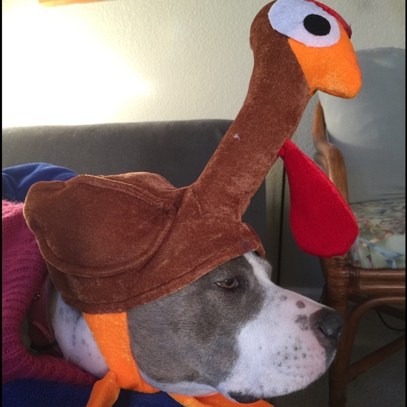 Meet your Posher, Virginia - Picture 4 of 4