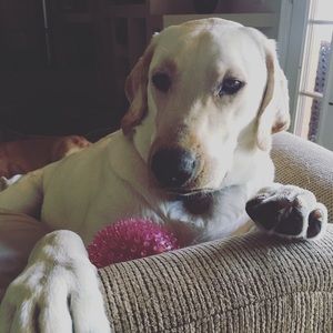 Meet your Posher, Kalie