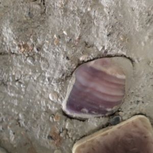 Meet your Posher, Candid