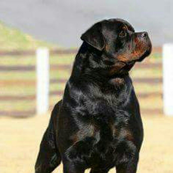 Meet your Posher, Keith - Picture 1 of 1