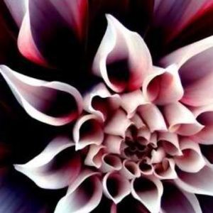 Meet your Posher, Lynn