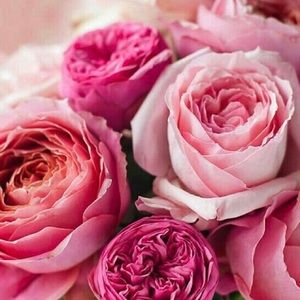 Meet your Posher, Viki