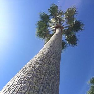 Meet your Posher, Pari