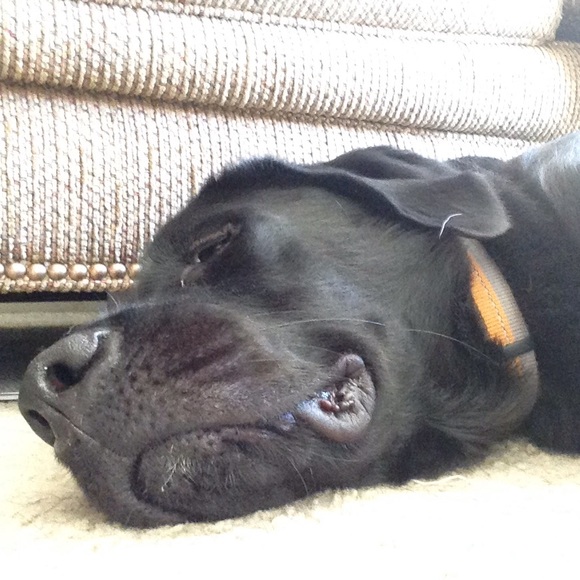 Meet your Posher, Bradley - Picture 1 of 1