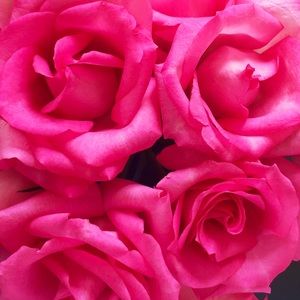 Meet your Posher, Kristen