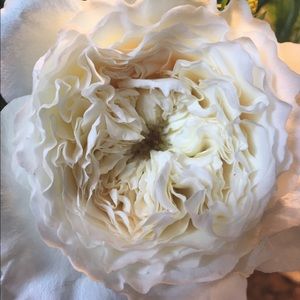 Meet your Posher, Logan