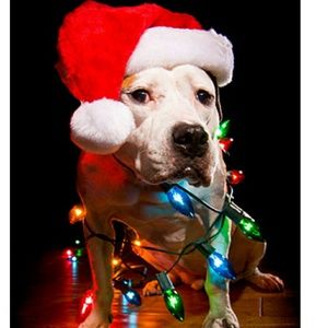 Meet your Posher, Adrienne