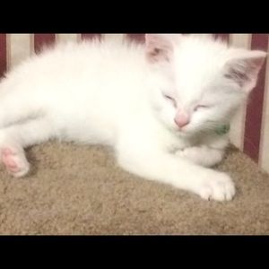 Meet your Posher, Helen