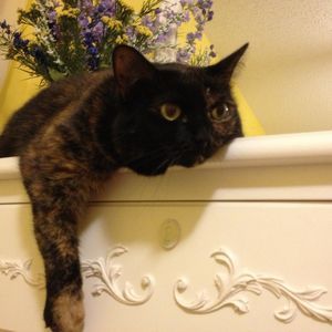 Meet your Posher, Dottie