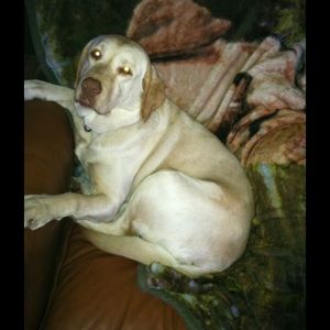 Meet your Posher, Lucille l