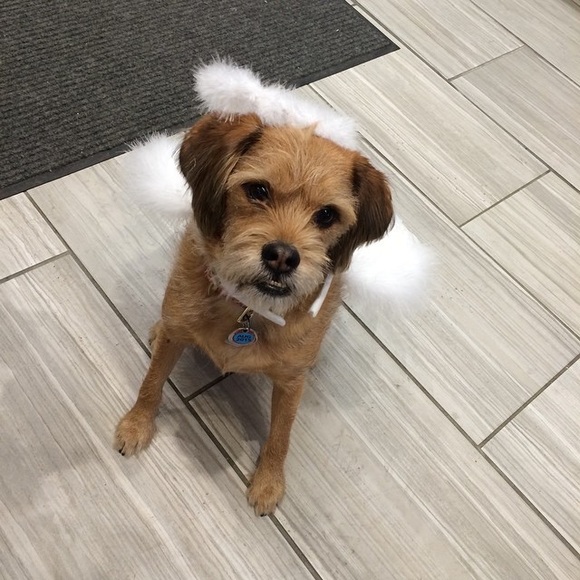 Henry in costumes - Picture 3 of 4