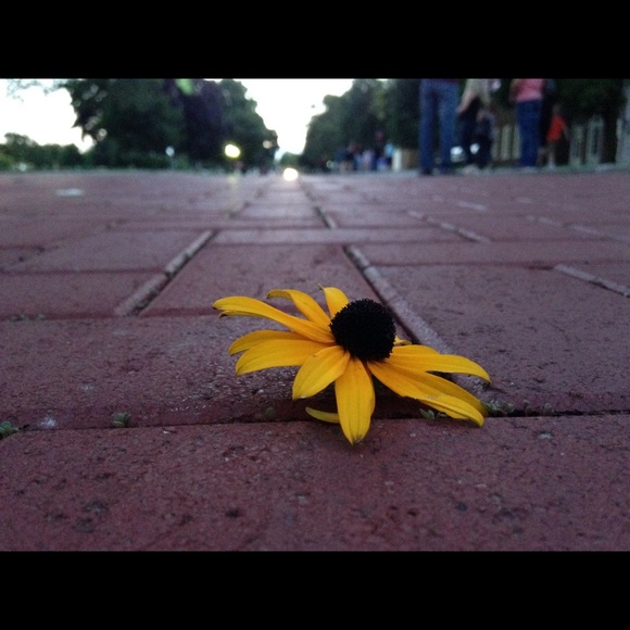 Meet your Posher, Melissa - Picture 3 of 4