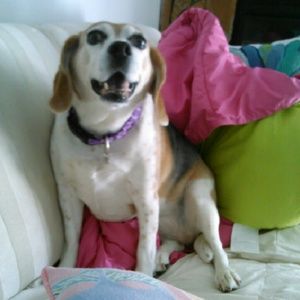 Meet your Posher, Dana