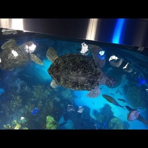 Meet your Posher, Marsha