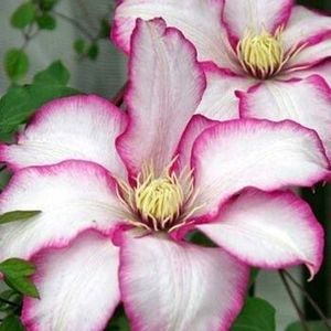 Meet your Posher, Kenya