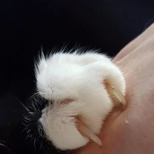 Meet your Posher, Wendy