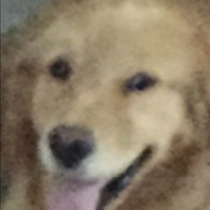 Meet your Posher, Dominique