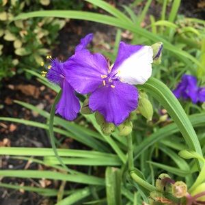 Meet your Posher, Terri