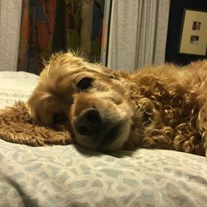 Meet your Posher, Anna