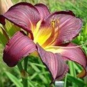 Meet your Posher, Amberly