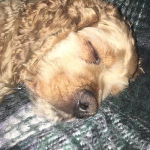 Meet your Posher, Wendy