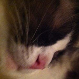 Meet your Posher, Linda