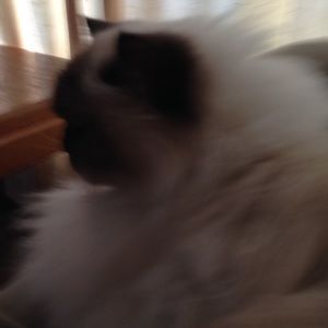 Meet your Posher, Sam