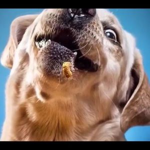 Meet your Posher, Ella