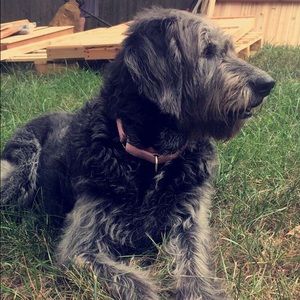 Meet your Posher, Elizabeth