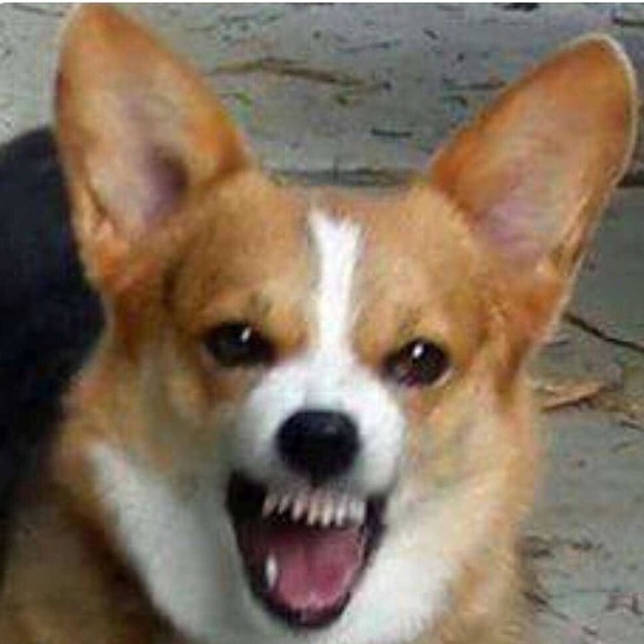 Meet your Posher, Hana