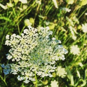 Meet your Posher, Alexa